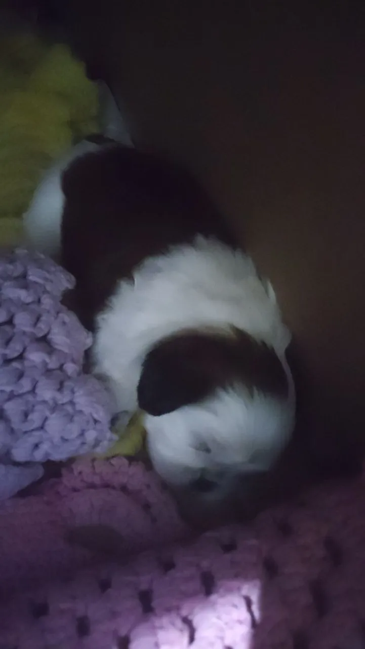 vendo shih Tzu