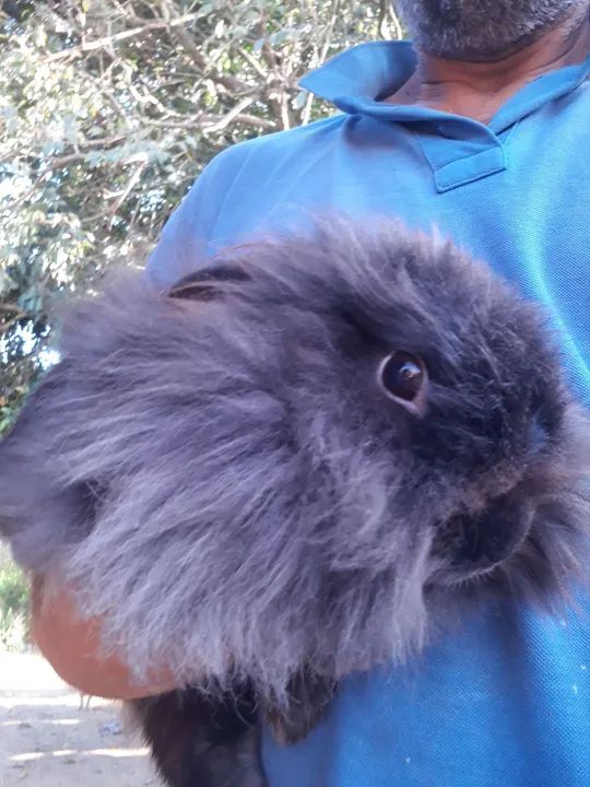 Coelho Lion head Raça pura  peludos