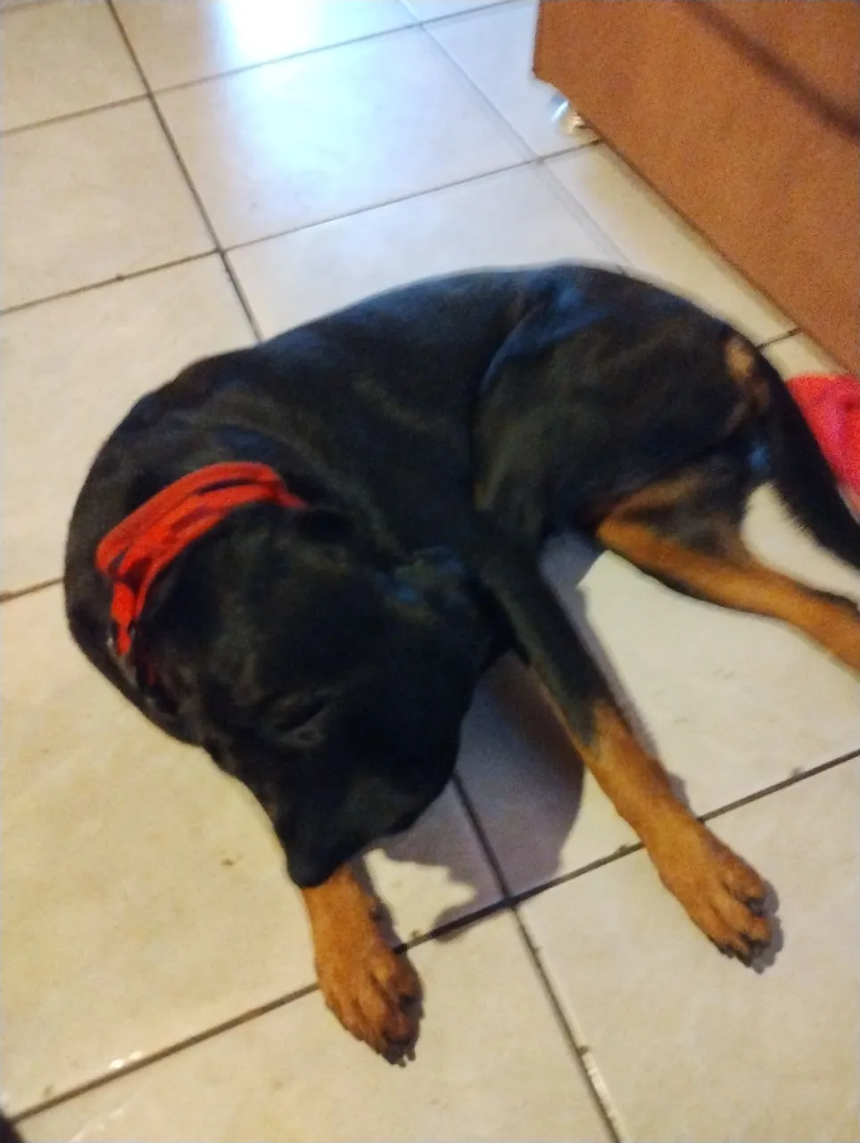 Cão Rottweiler tem 5 ano