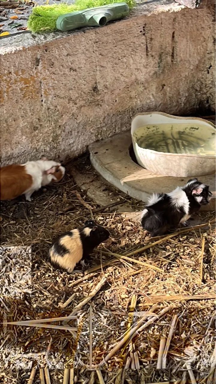 Vendo filhotes de porquinho da Índia pelo liso. - Foto 3