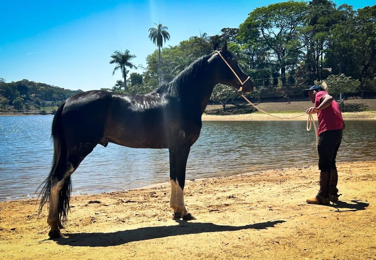 Garanhão Pampa de preto  - Foto 2