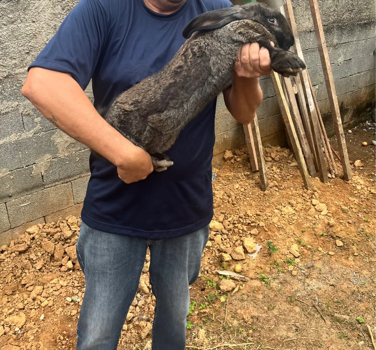 Coelho gigante de Flandres para venda