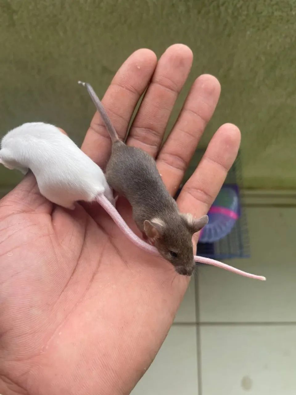 I have a mouse available64961612398977122