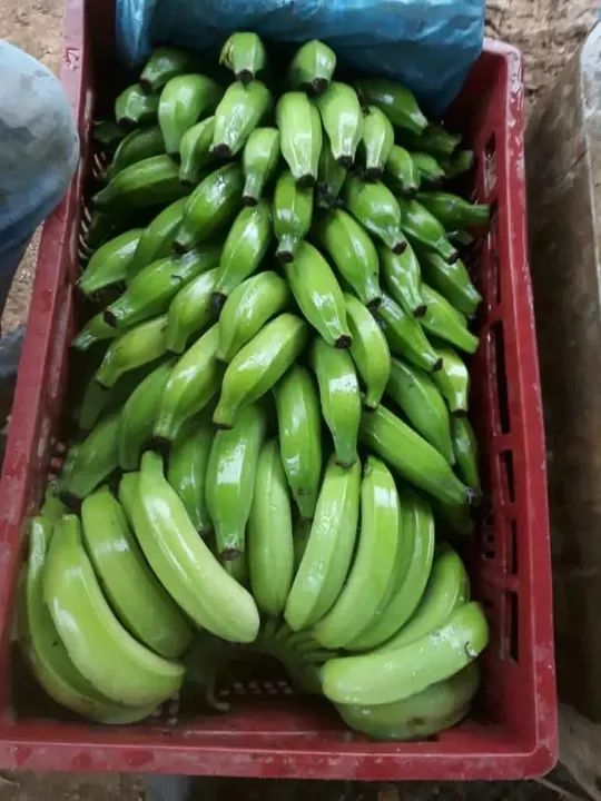 Bananas caturra ou prata cx 15kg