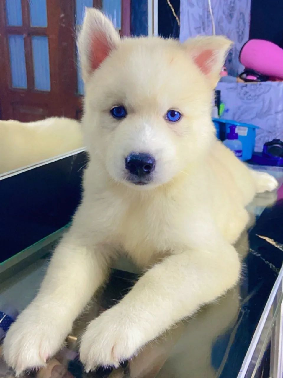 LEIAM A DESCRIÇÃO PRFV [ 2 filhotes de husky siberiano ] - Foto 5