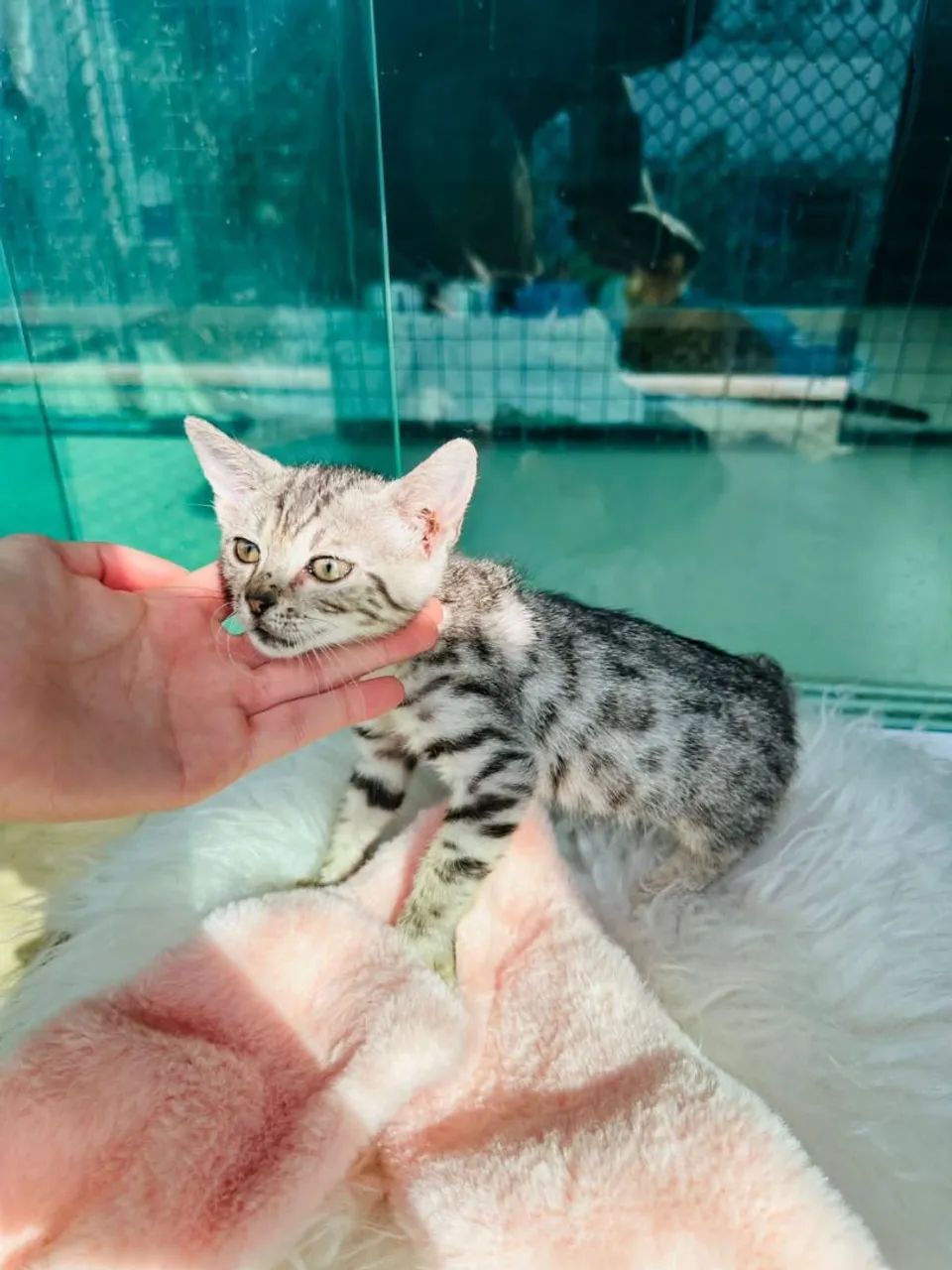 Lindos filhotes de bengal  - Foto 3