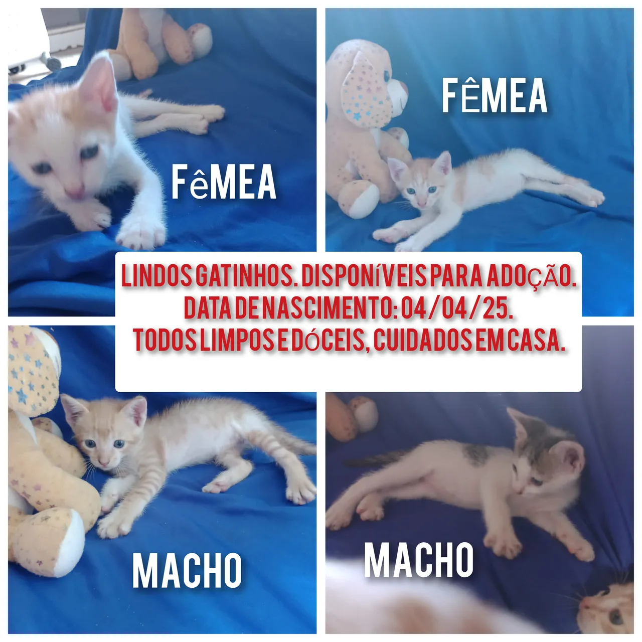 Gatinhos Fêmeas e Machos para Adoção