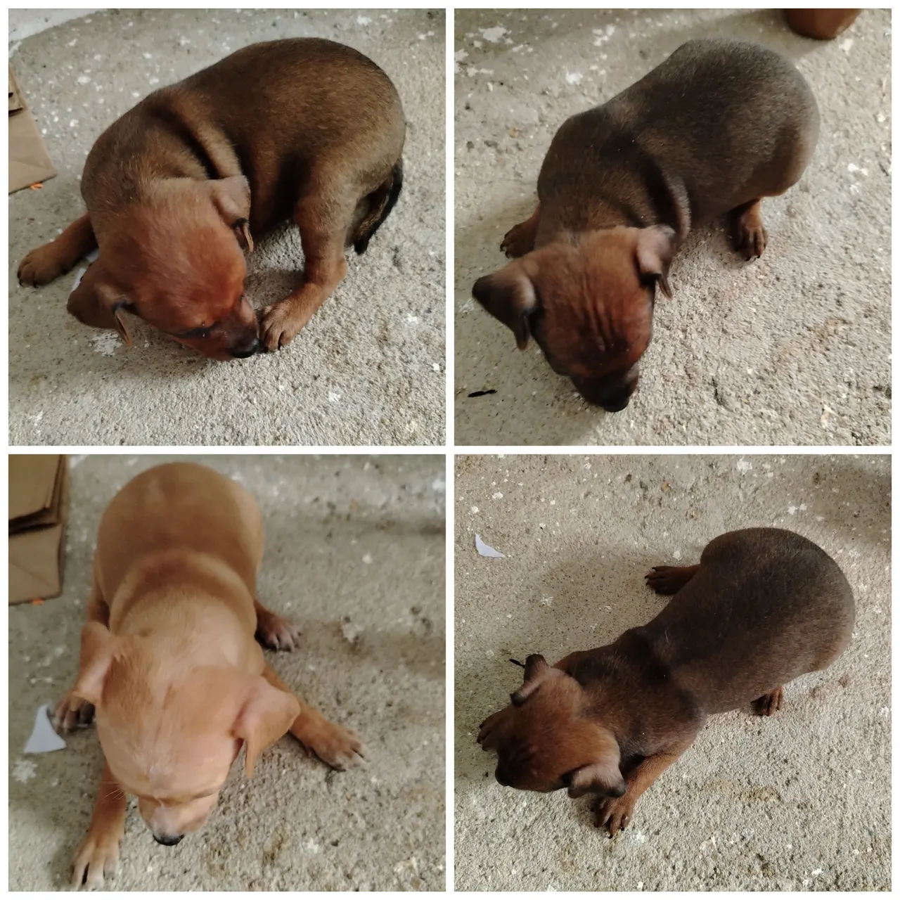 Filhos de pincher 01