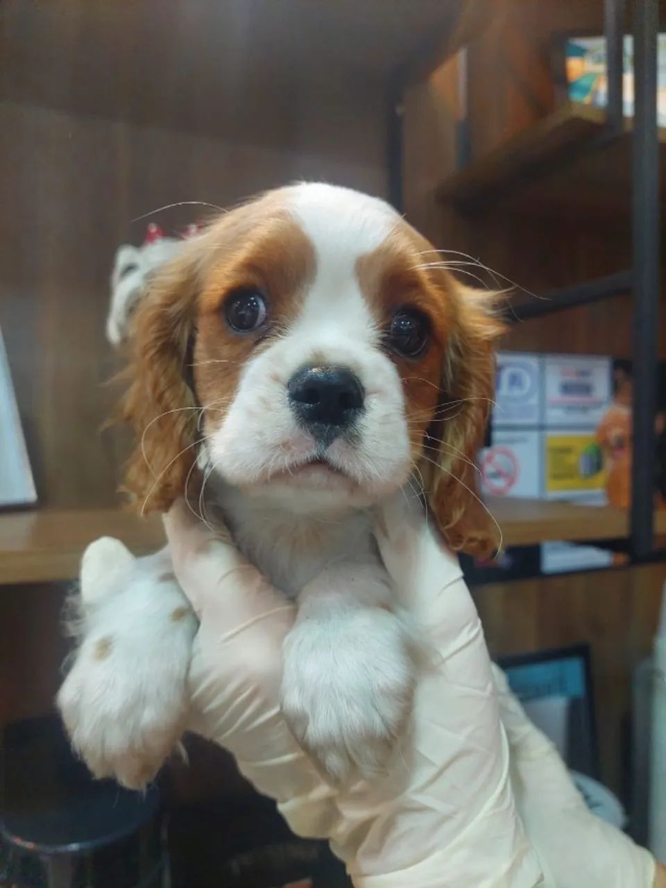 Cavalier King Charles com Microchip Internacional - Saúde, Pureza e Responsabilidade