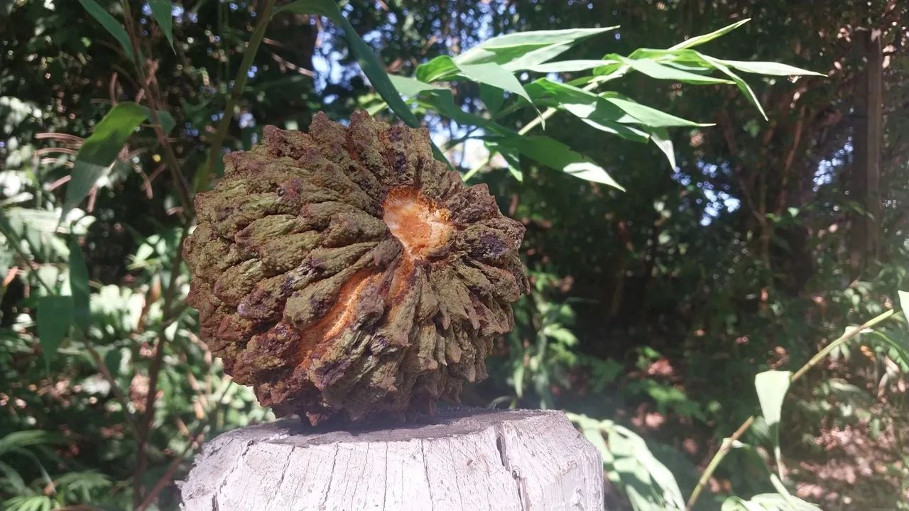 Araticum (Vendo cinco mudas de Marolo) - Foto 3