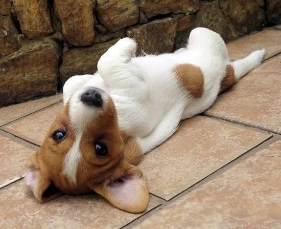 A Energia do Jack Russell  