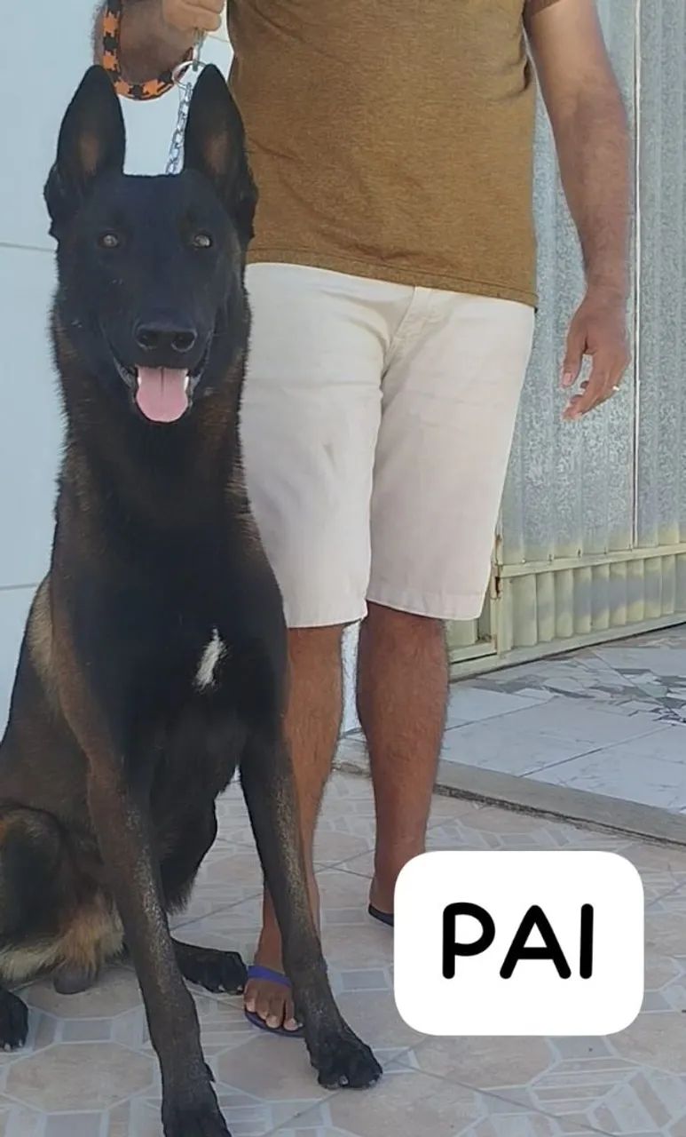 Anúncio - Pastor Belga Malinois