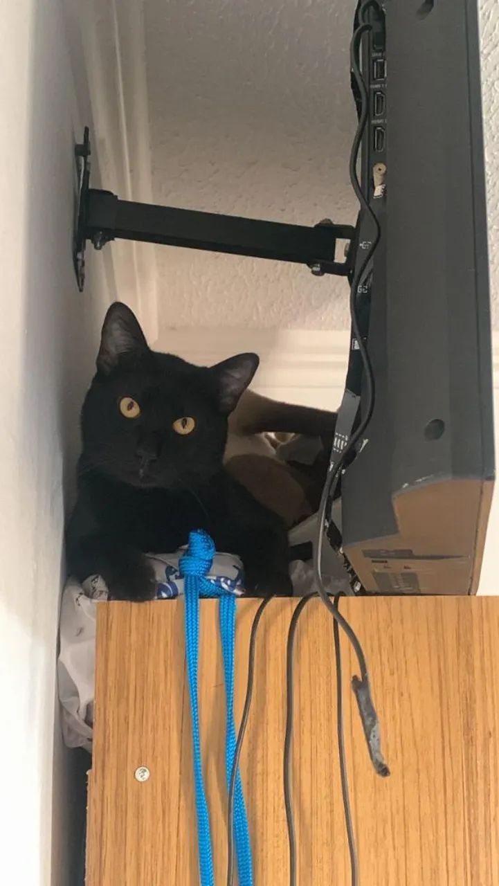 Kiko, para adoção responsável. 1 ano, castrado e vacinado  - Foto 3