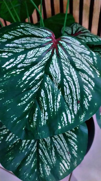 Planta giboia artificial Nova completa 99 reais  - Foto 2