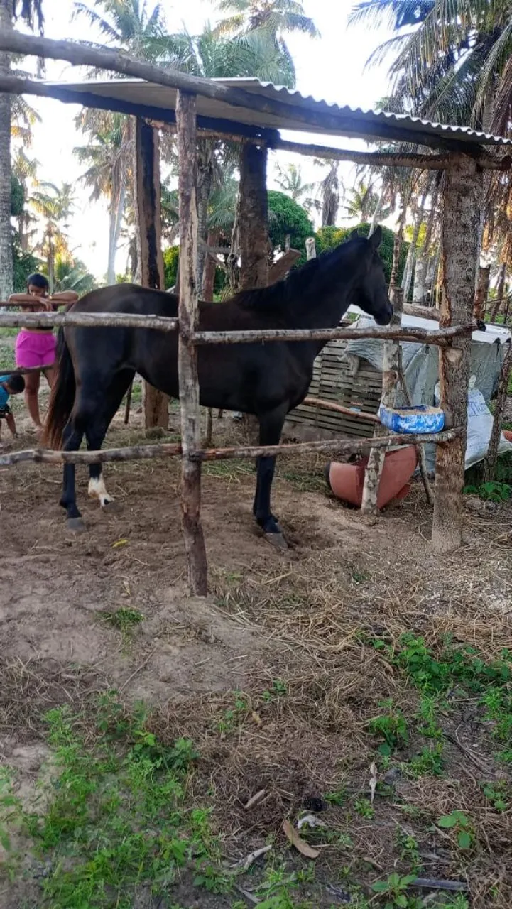 Égua mangalarga Preta