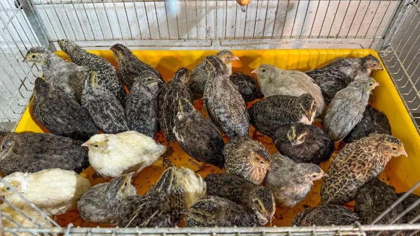 Codornas Gigantes de 20 a 30 dias - Lindas, saudáveis e de genética excelente! - Foto 2