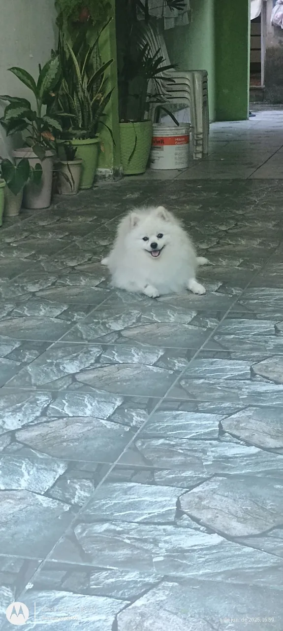 Spitz Alemão