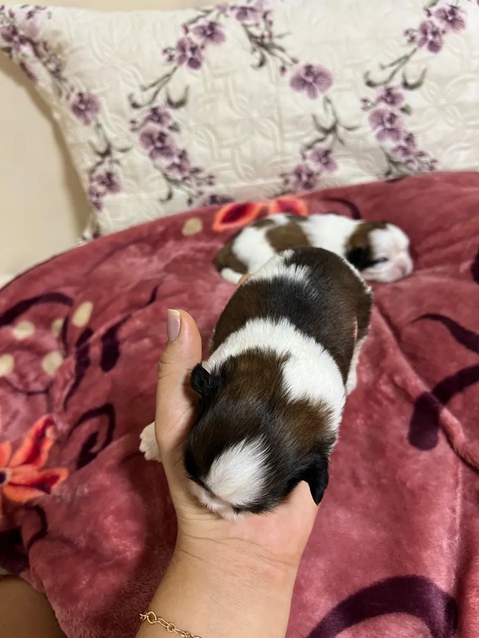 Filhote Shih Tzu - Foto 4