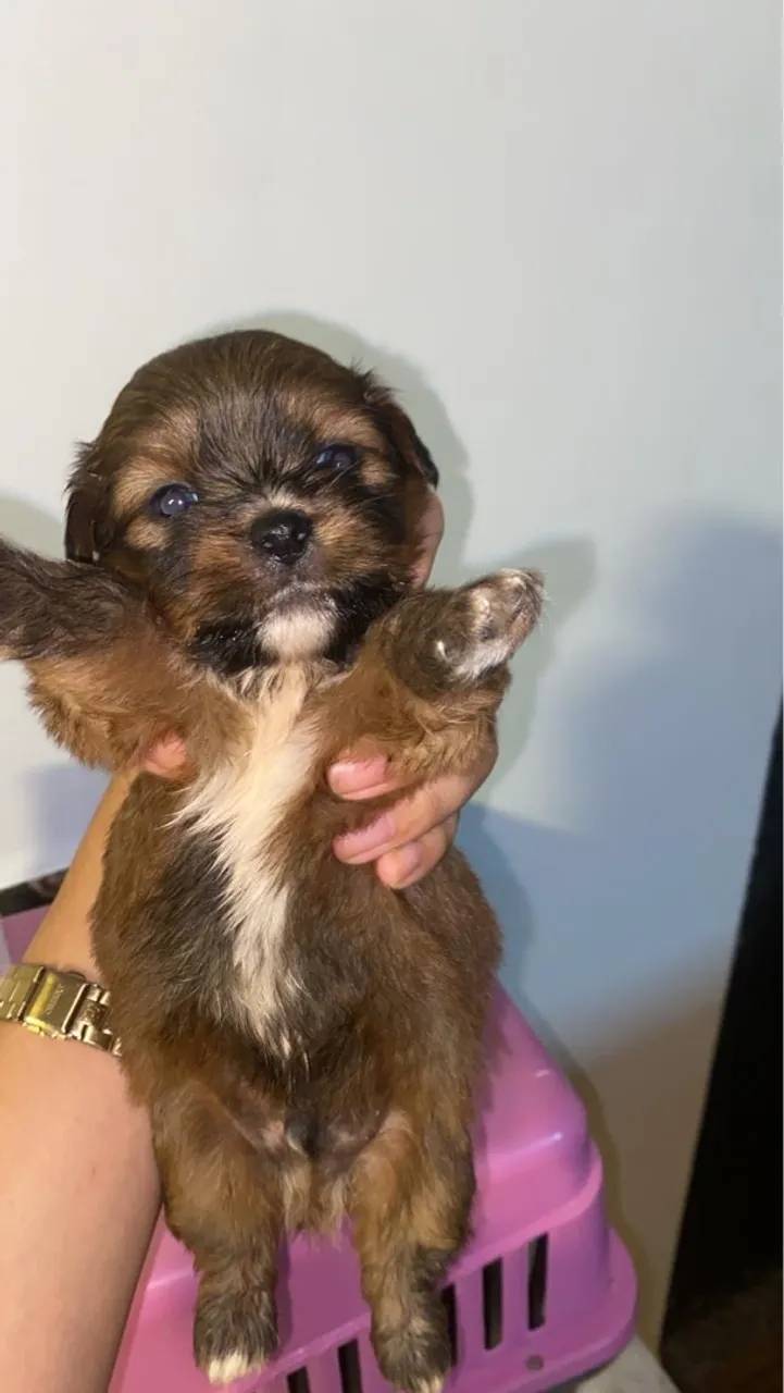 Filhote de Shih Tzu