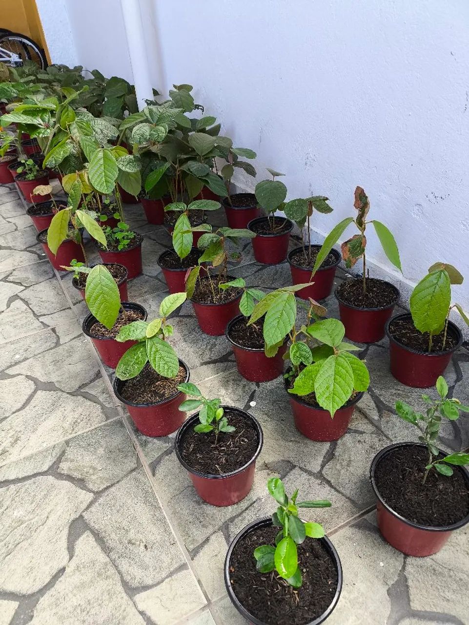 Mudas de cupuaçu  - Foto 2
