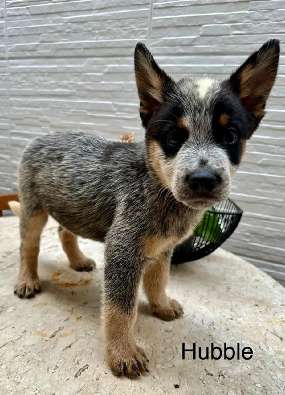 "filhotes de blue heeler" - Cachorros no Brasil