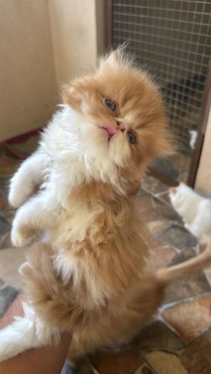 Gato Persa Filhote Fêmea  - Foto 2