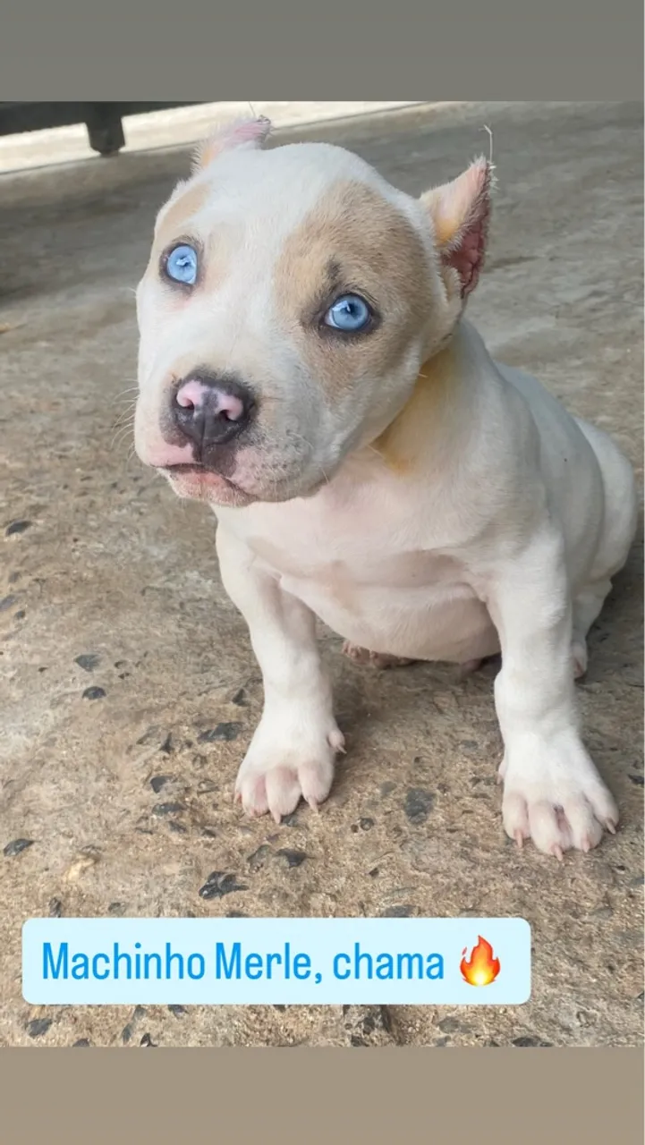 Filhote de pit Mosnter Machinho Merle