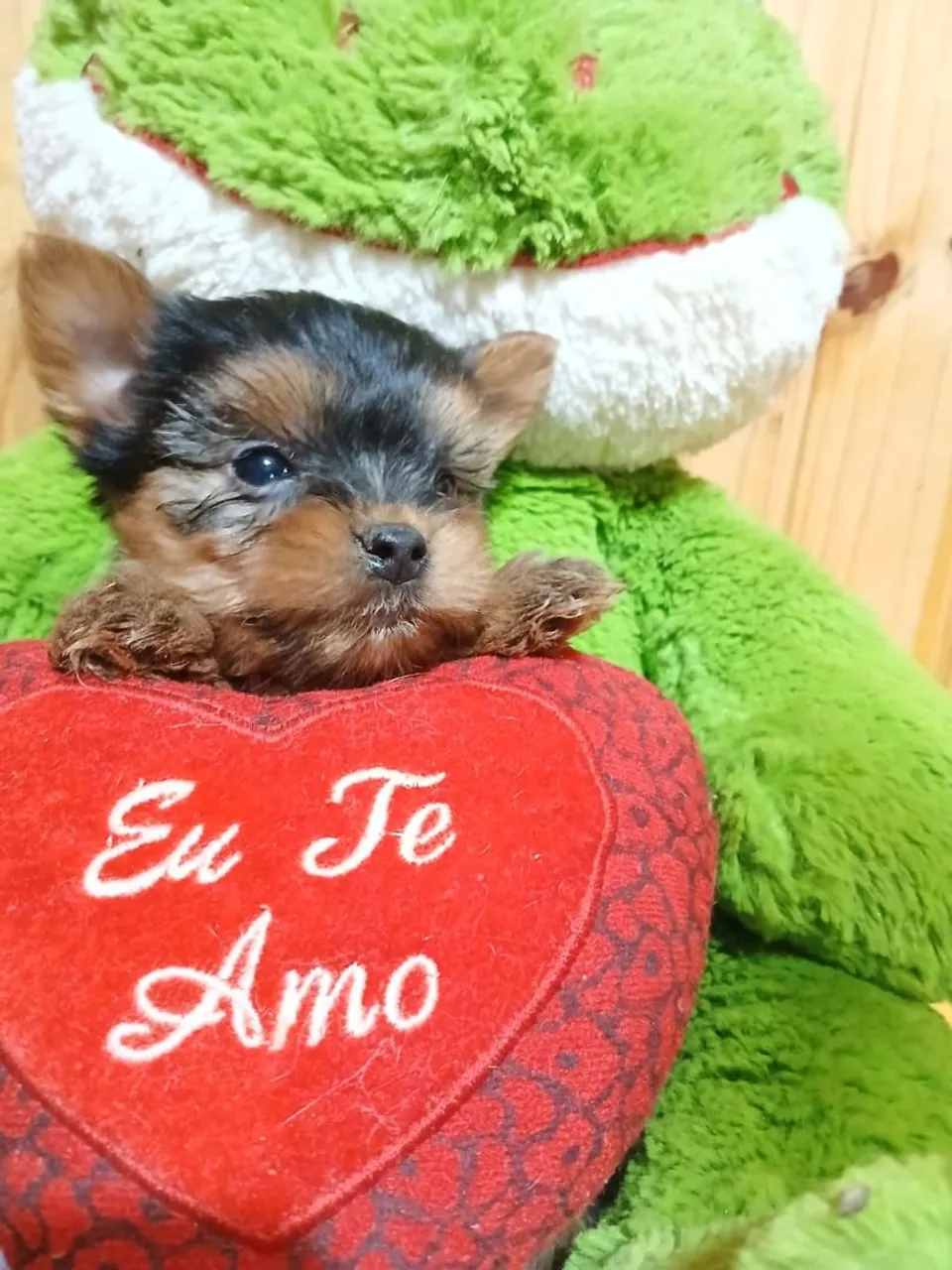 Filhote de Yorkshire Terrier - Amor em forma de fofura!