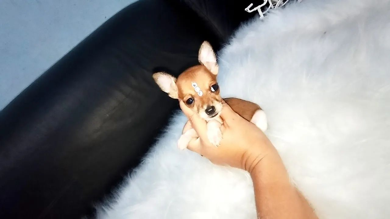  Filhotes de Pinscher macho e fêmea  - Foto 5