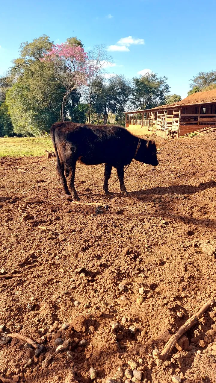 Angus