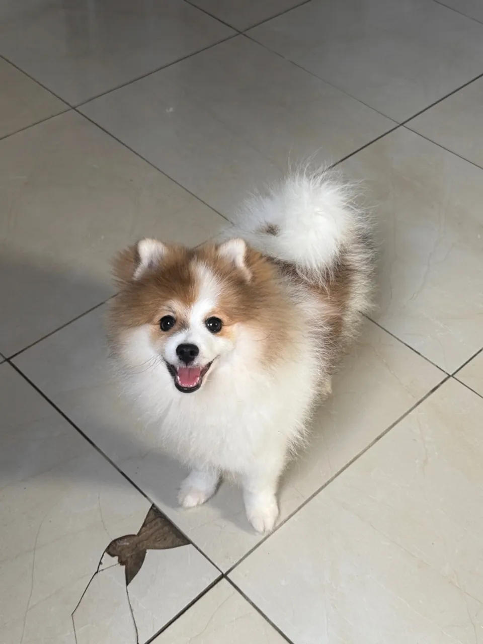 Lindo filhote de Spitz Alemão