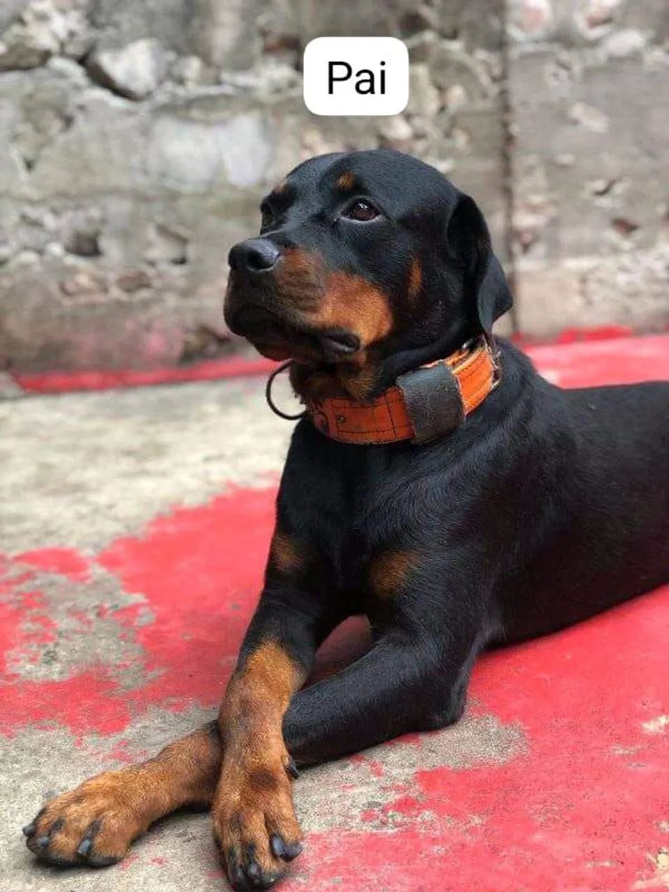 Filhote de Rottweiler 600 - Foto 2
