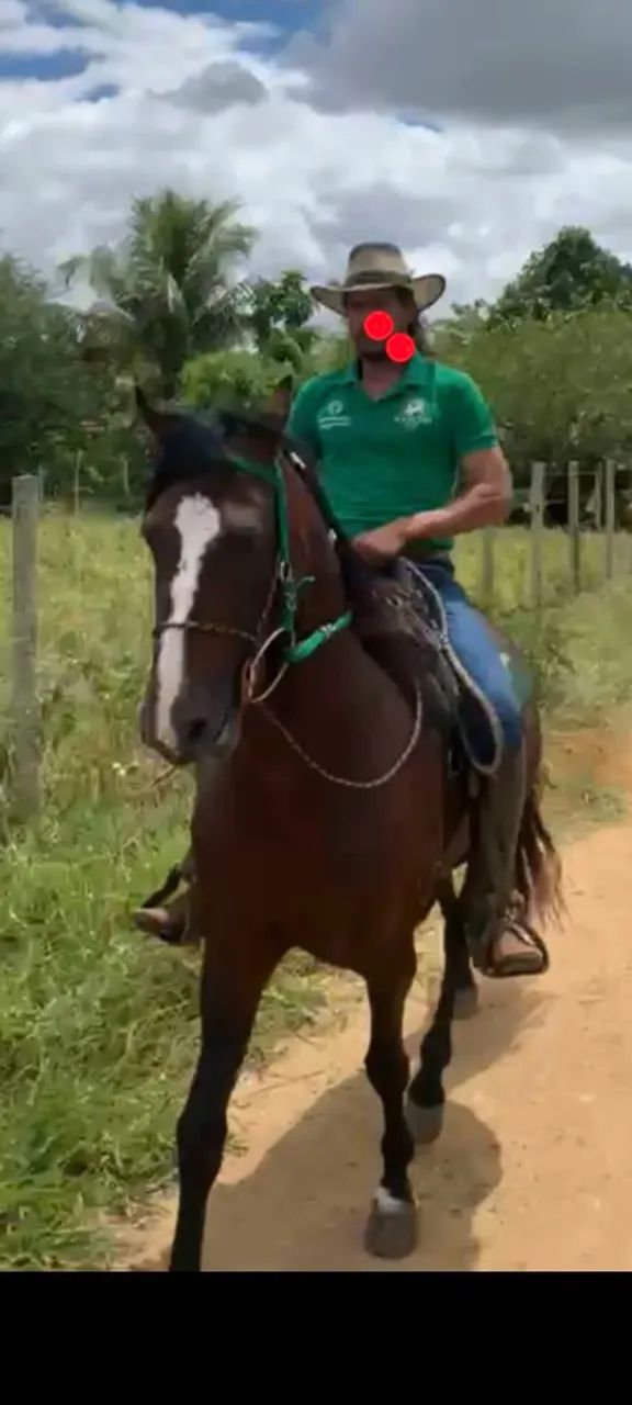 Vendo Cavalo de patrão  - Foto 2