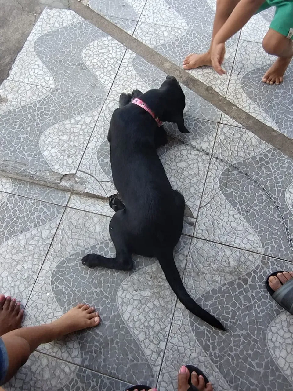 Adoção Responsável 