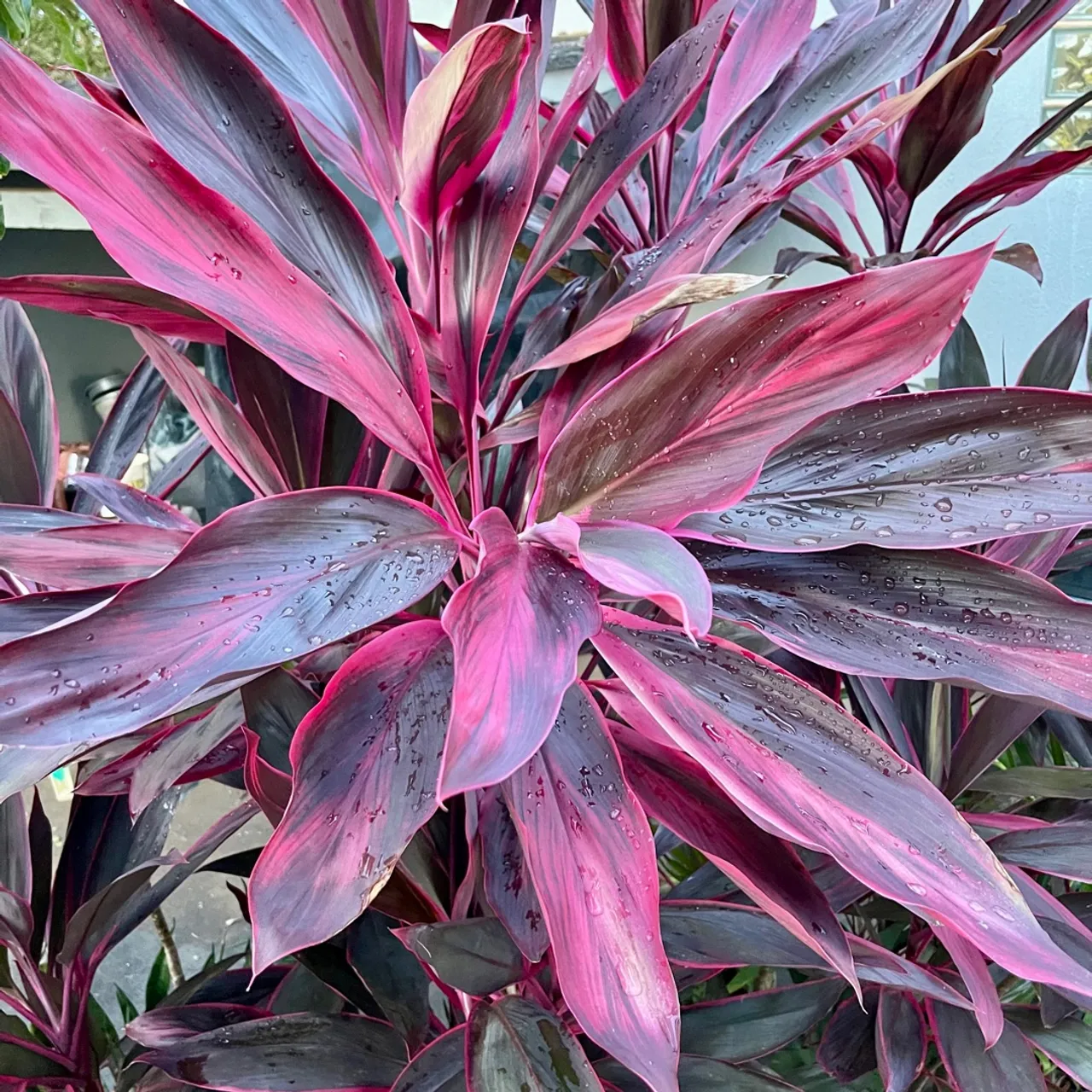 MUDAS DE DRACENA VERMELHA