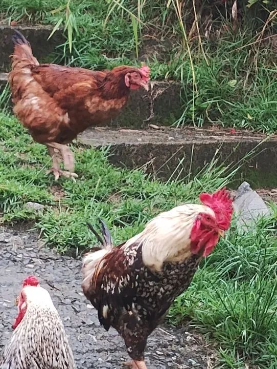 Galo lindo e saudável para venda - Foto 2