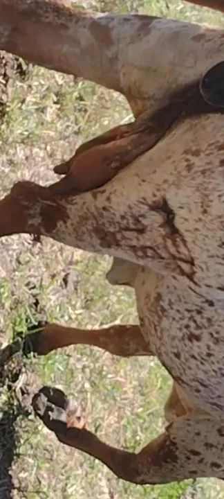 Vaca gir registrada  - Foto 4