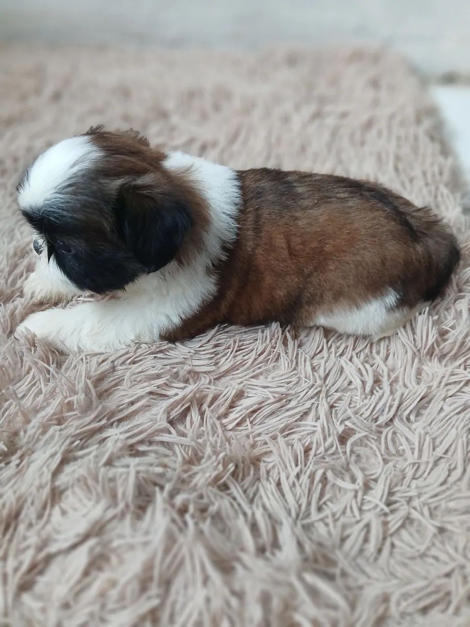 Filhote Shih Tzu Macho - Pelagem Tricolor - Foto 5