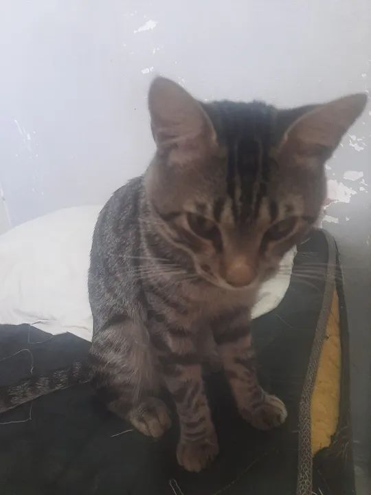 Doação de gato  - Foto 5