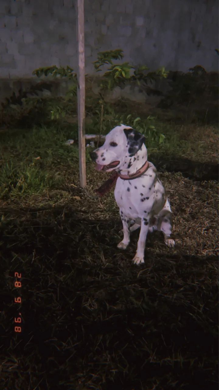 Doação de cachorro Dálmatas  - Foto 3
