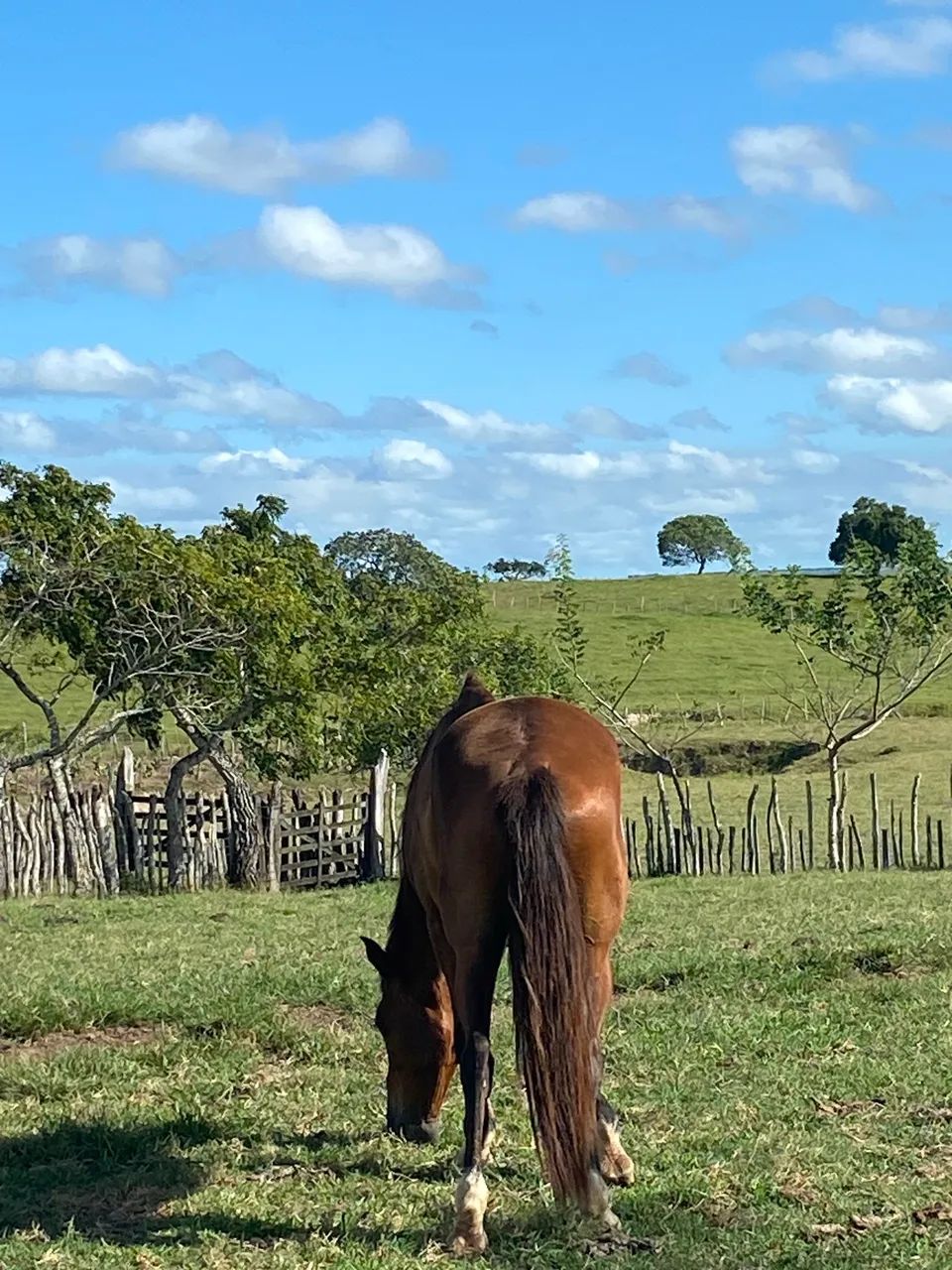 Cavalo marcha picada  - Foto 3
