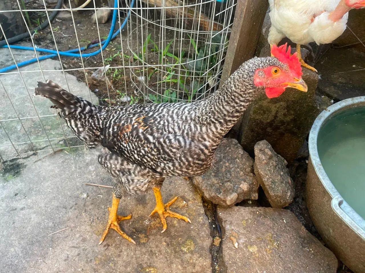 Galo - Foto 2