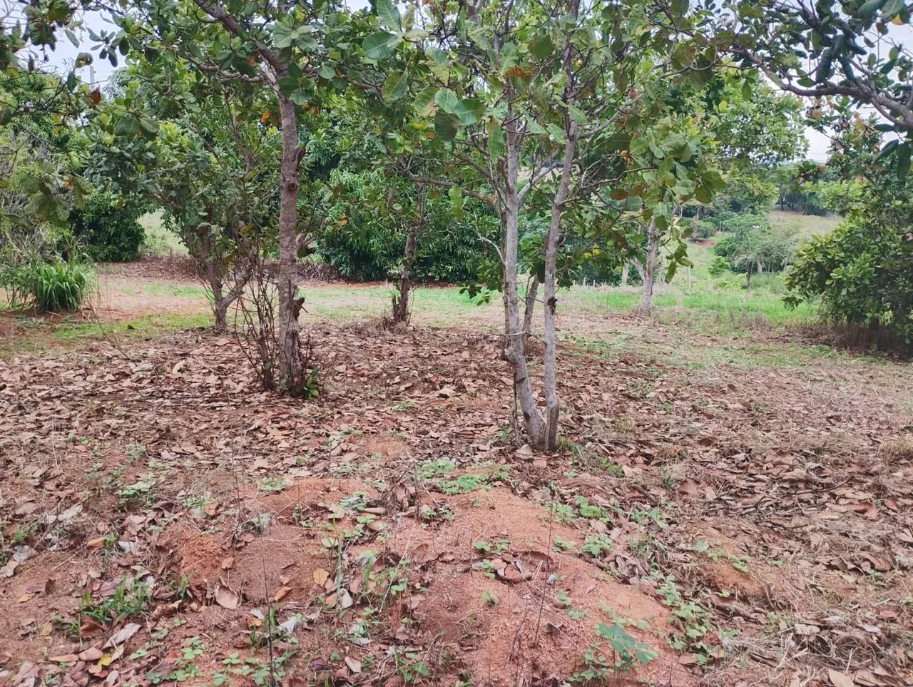 Chácara/Sítio próximo a Nova Veneza - Goiás - Foto 2