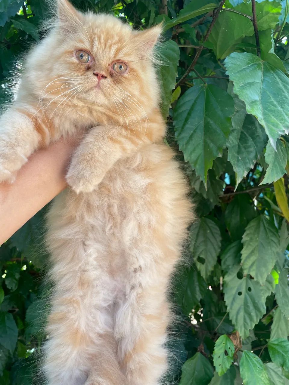 Gatinha persa !! - Foto 2