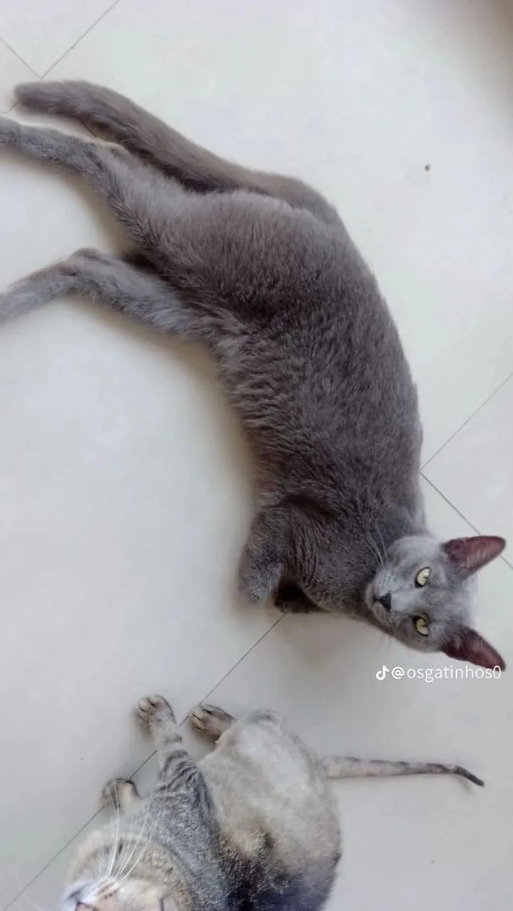 Doando vários gatinhos  - Foto 3