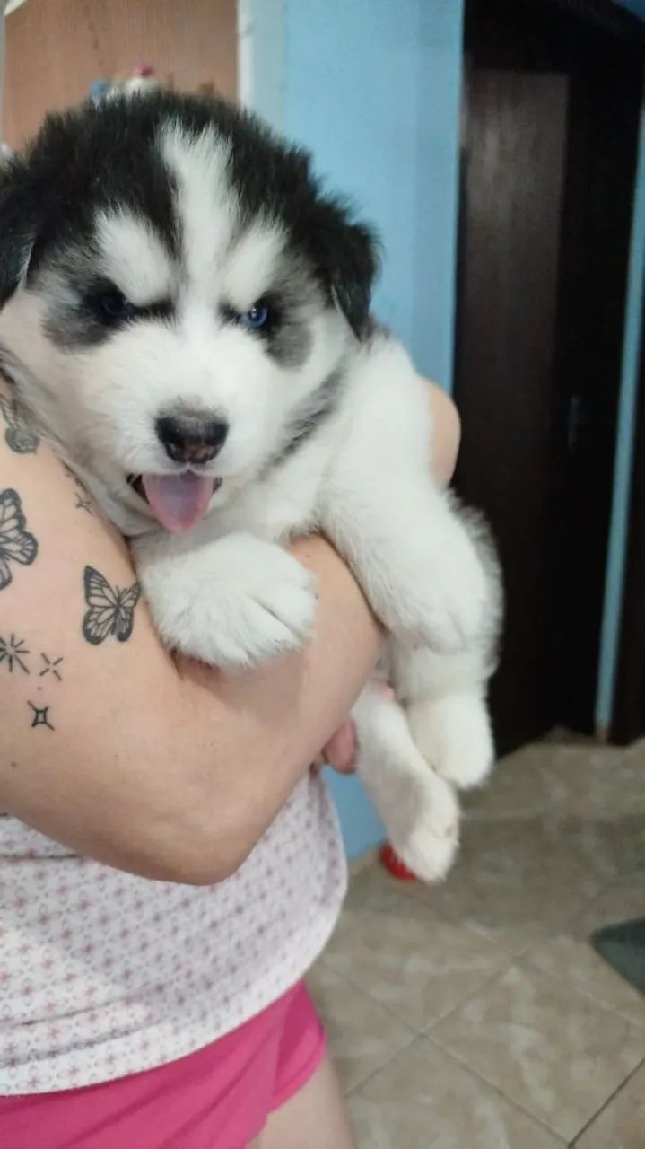 Husky Siberiano último macho - Foto 2