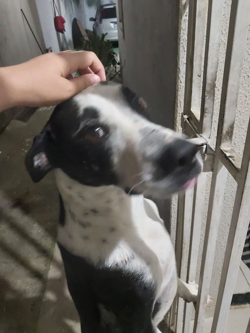 Adoção cachorro  - Foto 2