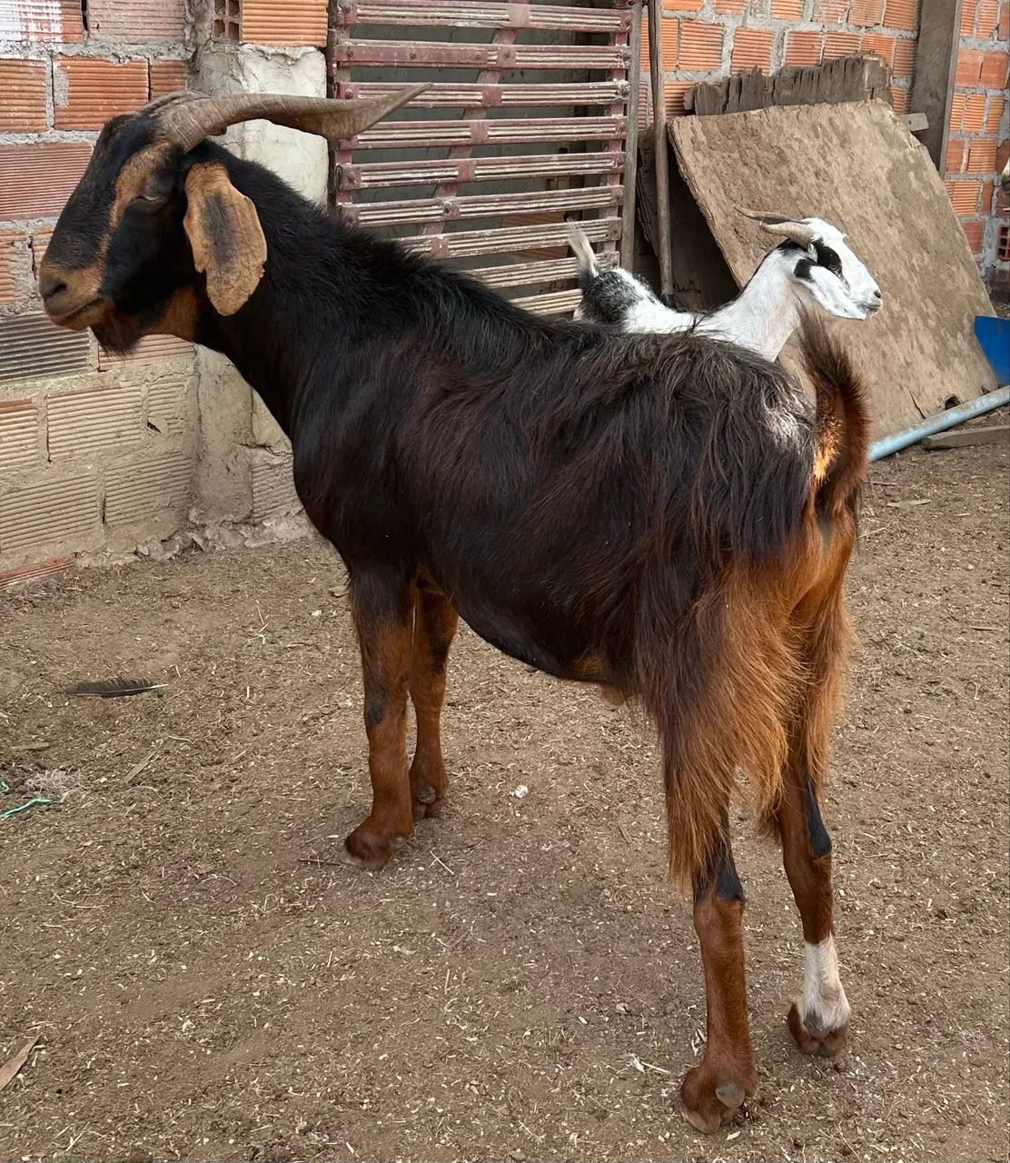 BODES E CABRAS - Foto 3