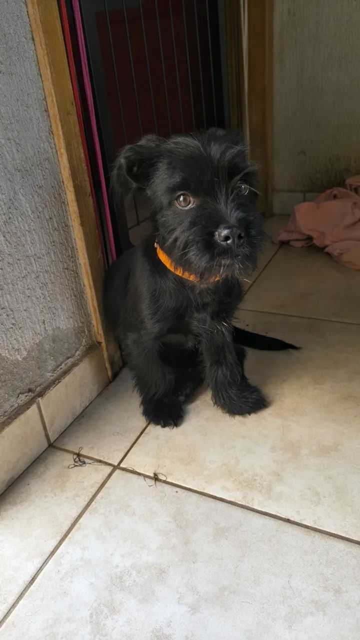 Doando esse cachorro  - Foto 5
