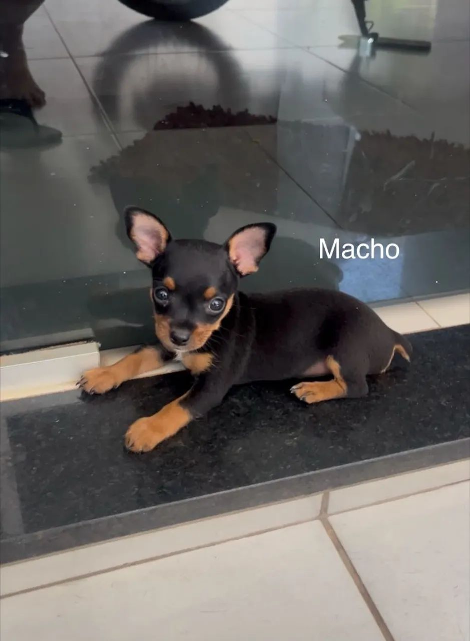 Pinscher - Foto 3